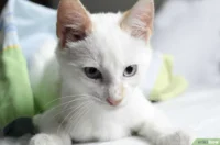 Как дать таблетку или успокоительное коту