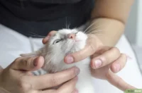 Как дать таблетку или успокоительное коту
